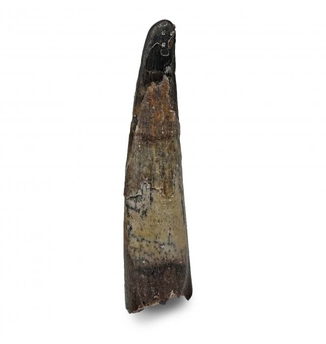 Rare Cretaceous Pterosaur Tooth from Kem Kem, Morocco (SKU V6485):- Siroccopteryx moroccensis