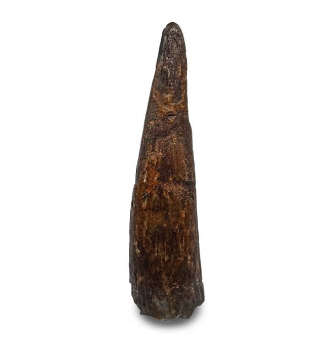 Rare Cretaceous Pterosaur Tooth from Kem Kem, Morocco (SKU V6487):- Siroccopteryx moroccensis