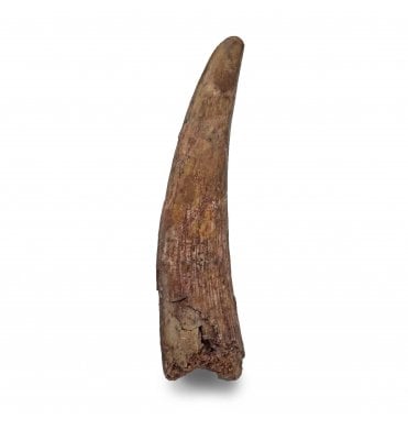 Rare Cretaceous Pterosaur Tooth from Kem Kem, Morocco (SKU V6499):- Siroccopteryx moroccensis