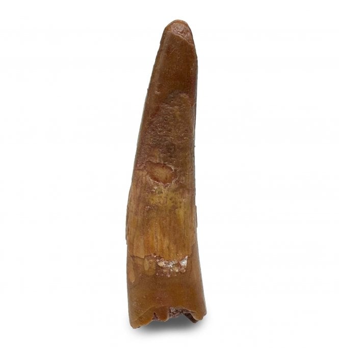 Rare Cretaceous Pterosaur Tooth from Kem Kem, Morocco (SKU V6508):- Siroccopteryx moroccensis
