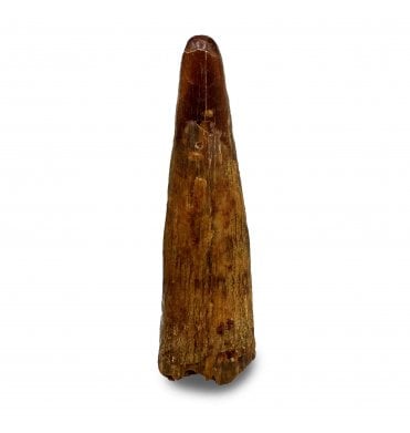 Rare Cretaceous Pterosaur Tooth from Kem Kem, Morocco (SKU V6509):- Siroccopteryx moroccensis