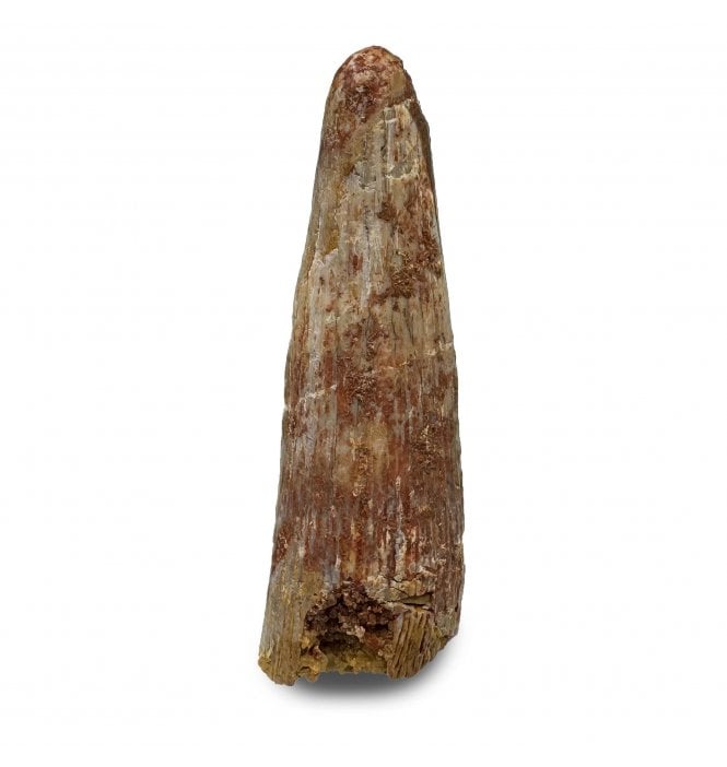 Rare Cretaceous Pterosaur Tooth from Kem Kem, Morocco (SKU V6524):- Siroccopteryx moroccensis
