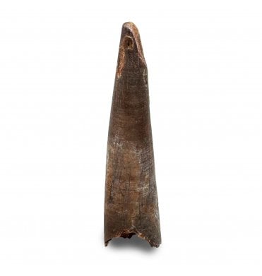 Rare Cretaceous Pterosaur Tooth from Kem Kem, Morocco (SKU V6525):- Siroccopteryx moroccensis