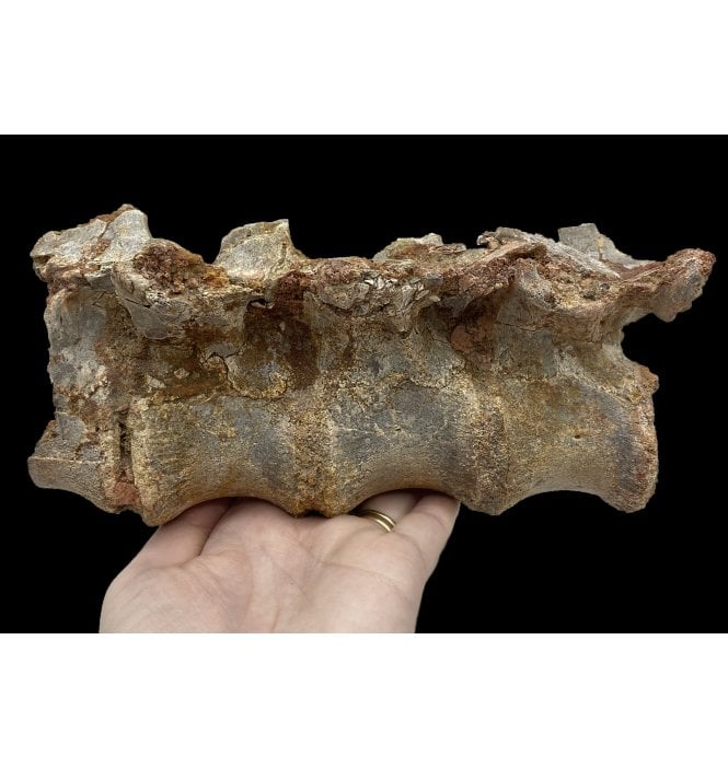 Rare Cretaceous Super Croc (Elosuchus) Vertebrae from Kem Kem, Morocco (SKU V5226):- Elosuchus cf. cherifiensis