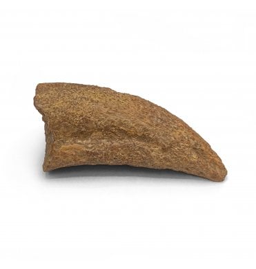 Rare Cretaceous Theropod Dinosaur Claw from Morocco (SKU V5427):- Theropoda sp. indet.