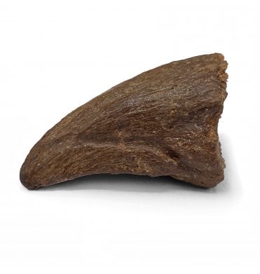 Rare Cretaceous Theropod Dinosaur Claw from Morocco (SKU V5478):- Theropoda sp. indet.
