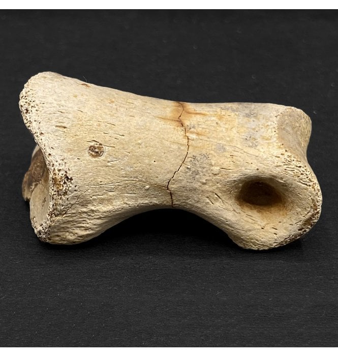 Rare Cretaceous Theropod Dinosaur Toe Bone from Montana, USA (SKU V5491):- Struthiomimus sp.