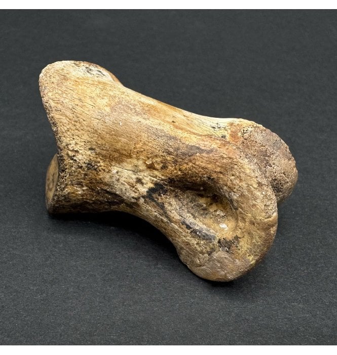 Rare Cretaceous Theropod Dinosaur Toe Bone from Montana, USA (SKU V7010):- Struthiomimus altus