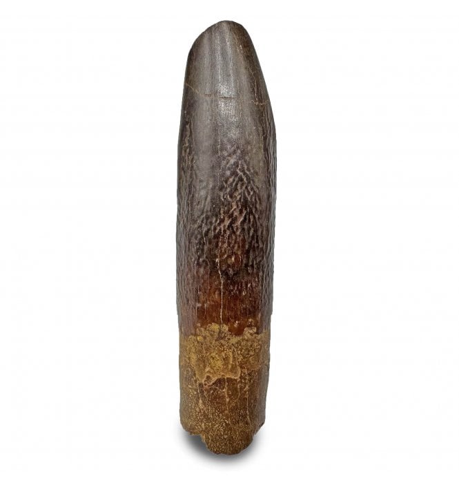 Rare Cretaceous Titanosaurid (Sauropod) Dinosaur Tooth from Kem Kem, Morocco (SKU V6838):- Titanosaurid sp. indet.