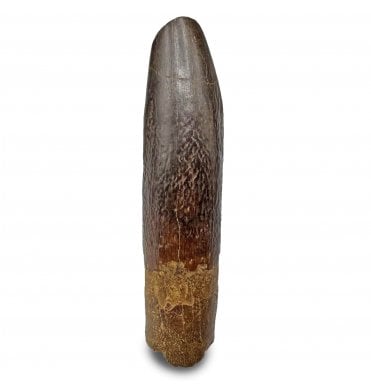 Rare Cretaceous Titanosaurid (Sauropod) Dinosaur Tooth from Kem Kem, Morocco (SKU V6838):- Titanosaurid sp. indet.