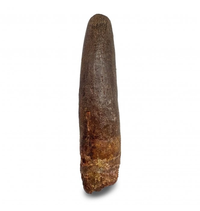 Rare Cretaceous Titanosaurid (Sauropod) Dinosaur Tooth from Kem Kem, Morocco (SKU V6984):- Titanosaurid sp. indet.