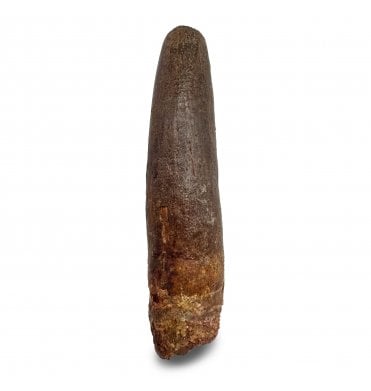 Rare Cretaceous Titanosaurid (Sauropod) Dinosaur Tooth from Kem Kem, Morocco (SKU V6984):- Titanosaurid sp. indet.