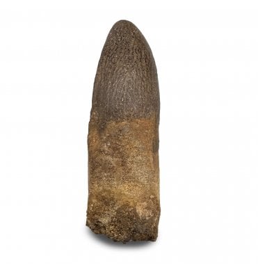 Rare Cretaceous Titanosaurid (Sauropod) Dinosaur Tooth from Kem Kem, Morocco (SKU V9262):- Titanosaurid sp. indet.