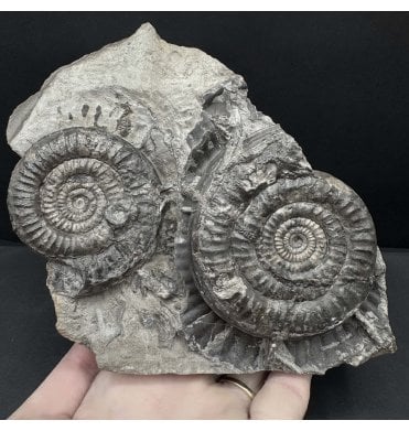 Rare Double Lower Jurassic, Lower Lias Ammonite from Robin Hoods’s Bay, North Yorkshire, England (SKU A4608):- Paltechioceras aplantum