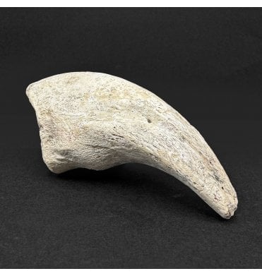 Rare Early Cretaceous Theropod (Abelisaurid) Dinosaur Claw The Elrhaz Formation, Niger, Eastern Africa (SKU V9164):- Abelisaurid sp. Indet.