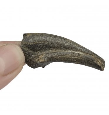 Rare Early Cretaceous Theropod Dinosaur Hand Claw from the Elrhaz Formation, Niger (SKU V5452):- Theropoda sp. indet.