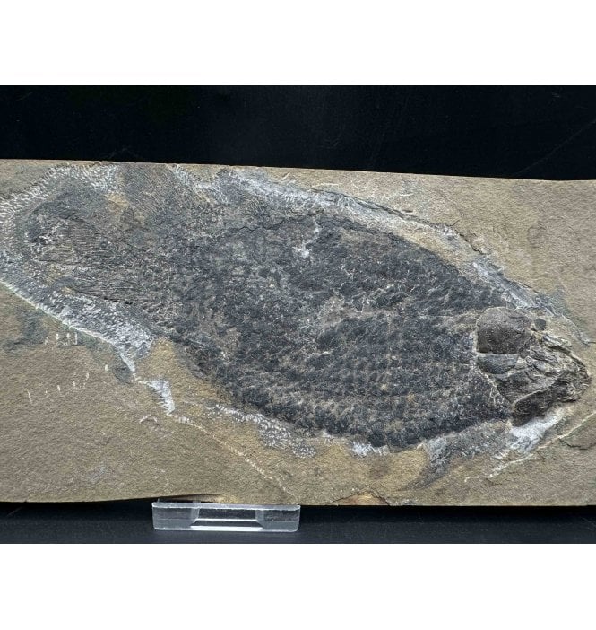 Rare Early Devonian “Lungfish” Fossil Fish from Caithness, Scotland (SKU V7703):- Dipterus valenciennesi