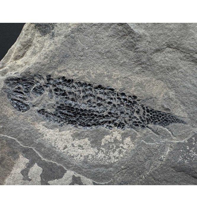 Rare Early Devonian, Old Red Sandstone, Fossil Fish from Caithness, Scotland (SKU V8459):- Osteolepis panderi