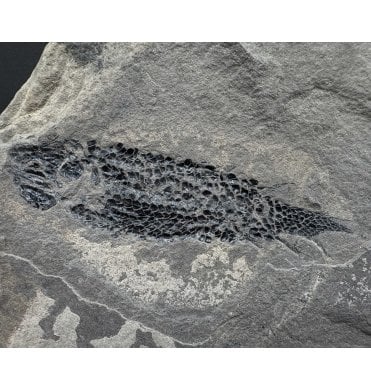 Rare Early Devonian, Old Red Sandstone, Fossil Fish from Caithness, Scotland (SKU V8459):- Osteolepis panderi