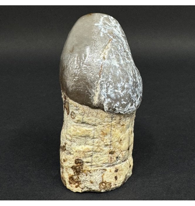 Rare Early Oligocene Brontotherium Tooth from the White River Badlands, South Dakota, USA (SKU V9029):- Brontops (Megacerops) robustus