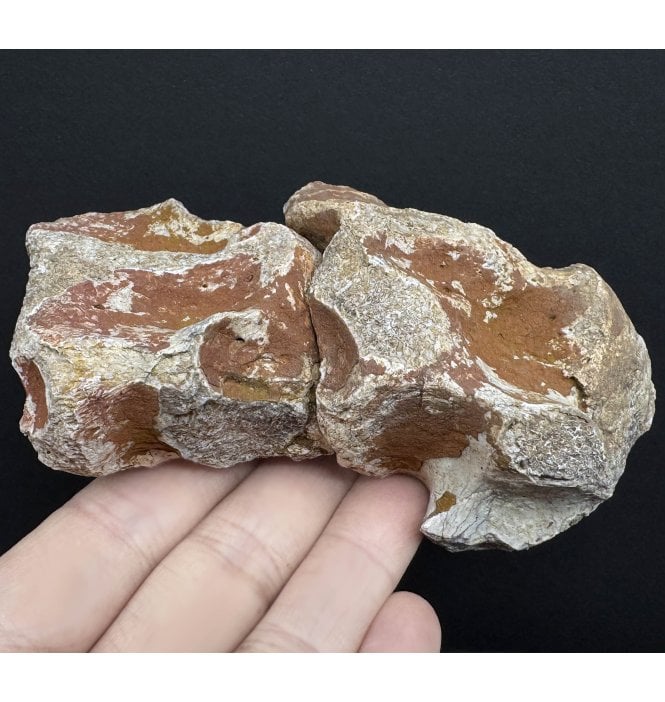 Rare Early Oligocene Brontotherium Vertebra from the White River Badlands, South Dakota (SKU V6829):- Brontops (Megacerops) robustus