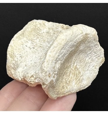 Rare Early Oligocene Brontotherium Vertebra from the White River Badlands, South Dakota, USA (SKU V9017):- Brontops (Megacerops) robustus