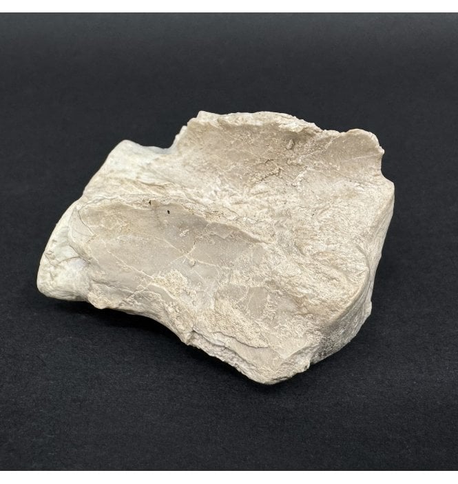 Rare Early Oligocene Brontotherium Vertebra from the White River Badlands, South Dakota, USA (SKU V9026):- Brontops (Megacerops) robustus