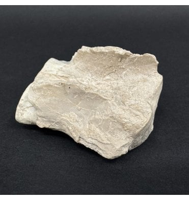 Rare Early Oligocene Brontotherium Vertebra from the White River Badlands, South Dakota, USA (SKU V9026):- Brontops (Megacerops) robustus