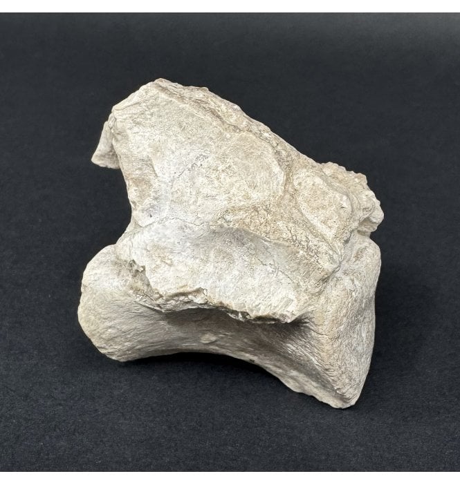 Rare Early Oligocene Brontotherium Vertebra from the White River Badlands, South Dakota, USA (SKU V9027):- Brontops (Megacerops) robustus