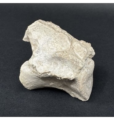 Rare Early Oligocene Brontotherium Vertebra from the White River Badlands, South Dakota, USA (SKU V9027):- Brontops (Megacerops) robustus