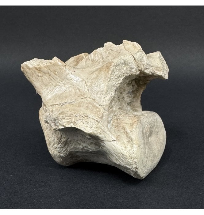 Rare Early Oligocene Brontotherium Vertebra from the White River Badlands, South Dakota, USA (SKU V9028):- Brontops (Megacerops) robustus