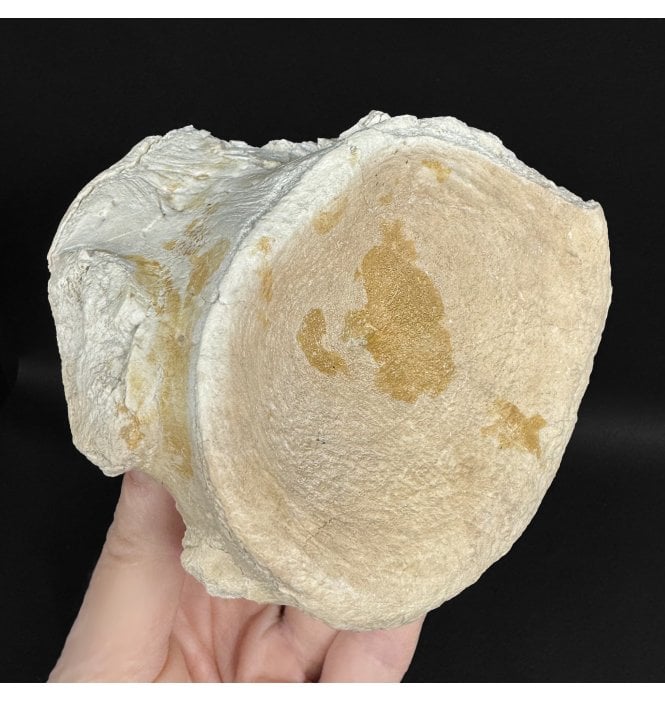 Rare Early Oligocene Brontotherium Vertebra from the White River Badlands, South Dakota, USA (SKU V9030):- Brontops (Megacerops) robustus