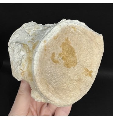 Rare Early Oligocene Brontotherium Vertebra from the White River Badlands, South Dakota, USA (SKU V9030):- Brontops (Megacerops) robustus