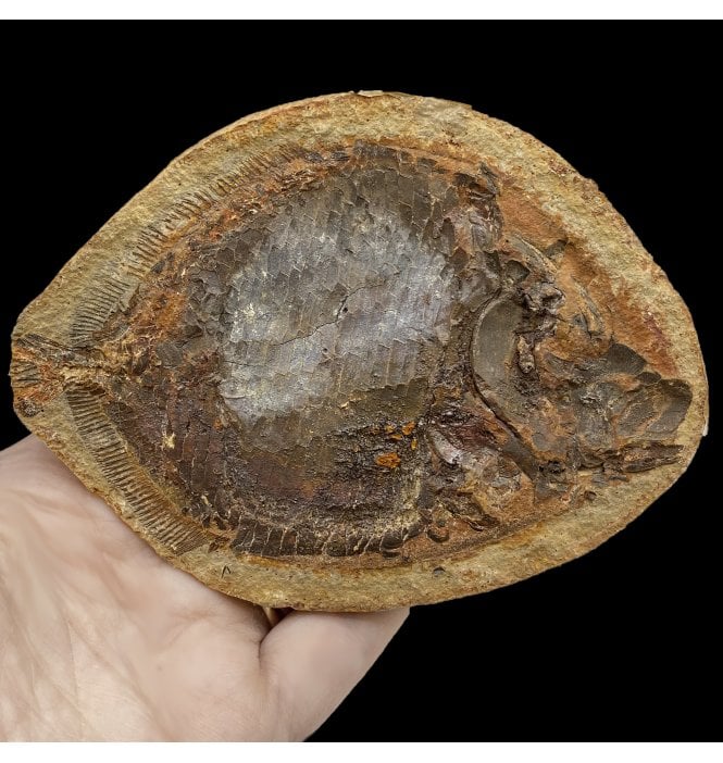 Rare Early Triassic Fossil Bony Fish from Sankamena, Madagascar (SKU V5375):- Bobastrania mahavica