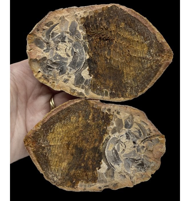 Rare Early Triassic Fossil Bony Fish in a Pebble from Sankamena, Madagascar (SKU V5190):- Bobastrania mahavica