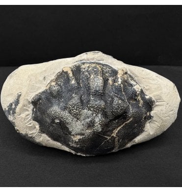 Rare Eocene Fossil Crab from the Isle of Sheppey, England (SKU OF3951):- Zanthopsis leachii