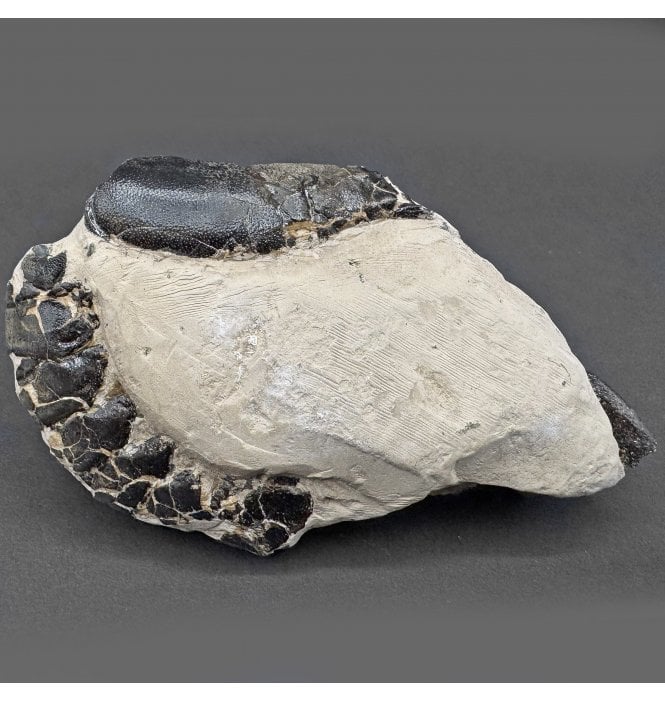 Rare Eocene Fossil Lobster from Isle of Sheppey, England (SKU OF3869):- Hoploparia gammeroides