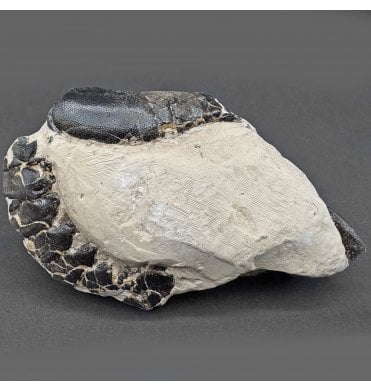 Rare Eocene Fossil Lobster from Isle of Sheppey, England (SKU OF3869):- Hoploparia gammeroides