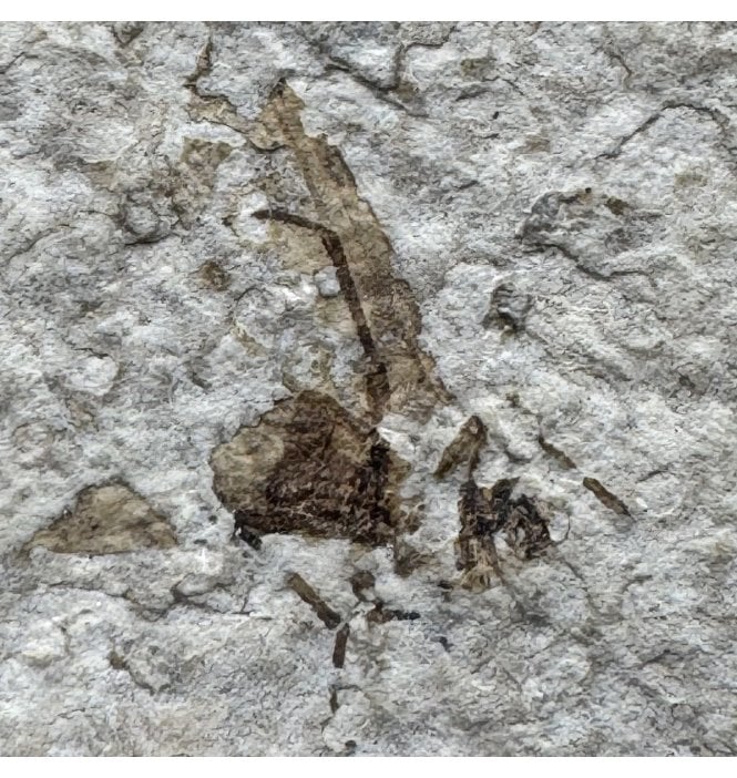 Rare Eocene Fossil Wasp from Wyoming, USA (SKU V4259)