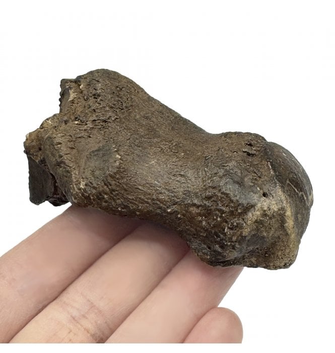Rare Fossil Archer Short Legged Rhino Phalange (Toe Bone) from the Pleistocene of Florida, USA (SKU V5988):- Teloceras proterum