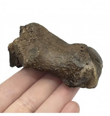 Rare Fossil Archer Short Legged Rhino Phalange (Toe Bone) from the Pleistocene of Florida, USA (SKU V5988):- Teloceras proterum