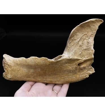 Rare Fossil Brown Bear Jaw from the North Sea (SKU V5028):- Ursus arctos