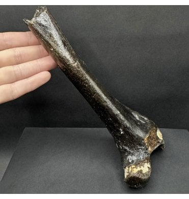 Rare Fossil Cave Hyena Partial Femur from the North Sea (SKU V8036):- Crocuta crocuta spelaea