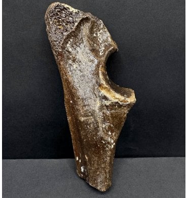 Rare Fossil Cave Hyena Partial Radius from the North Sea (SKU V8041):- Crocuta crocuta spelaea