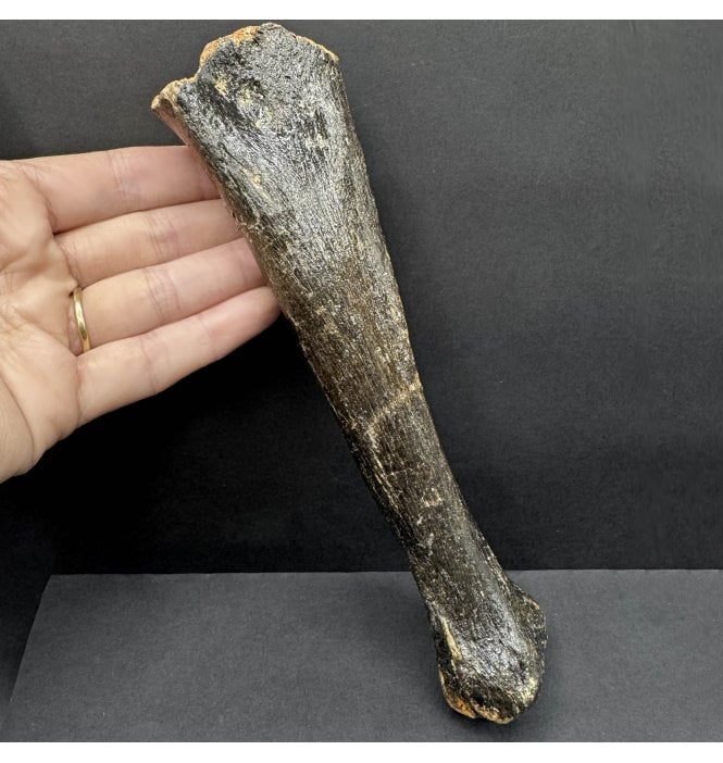 Rare Fossil Cave Hyena Tibia from the North Sea (SKU V8037):- Crocuta crocuta spelaea