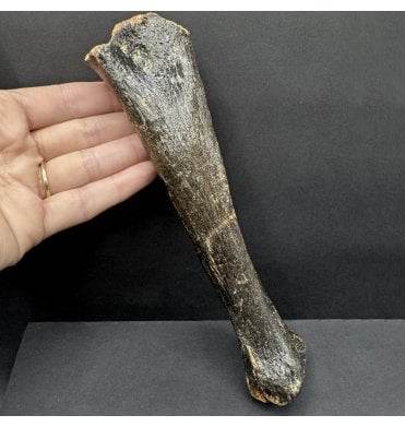 Rare Fossil Cave Hyena Tibia from the North Sea (SKU V8037):- Crocuta crocuta spelaea