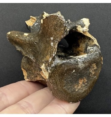 Rare Fossil Cave Hyena Vertebra from the North Sea (SKU V8043):- Crocuta crocuta spelaea