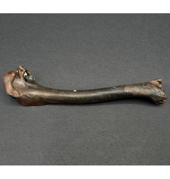 Rare Fossil Rabbit/ Hare Humerus Bone from Florida, USA (SKU V7011):- Sylvilagus floridanus