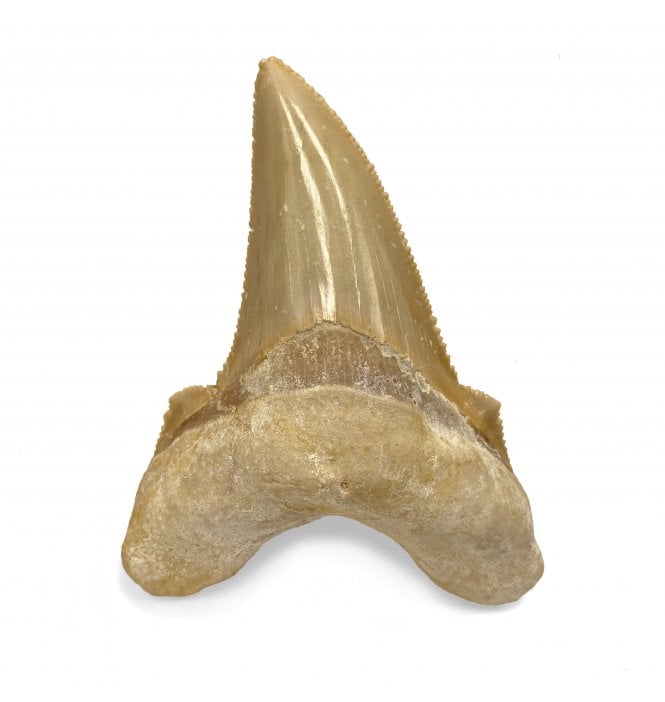 Rare Fossil Shark Tooth from the Upper Eocene of Morocco, North Africa (SKU V4297):- Otodus (Carcharocles) cf. sokolovi