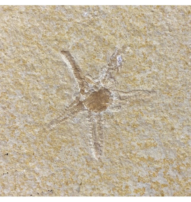 Rare Fossil Starfish (Asteroidea) from the Upper Jurassic of Germany (SKU OF2151):- Riedaster reicheli